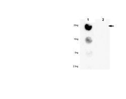 phospho PPARalpha (Ser73), Rabbit anti-Mouse, Polyclonal, Millipore Sigma:Antibodies:Primary